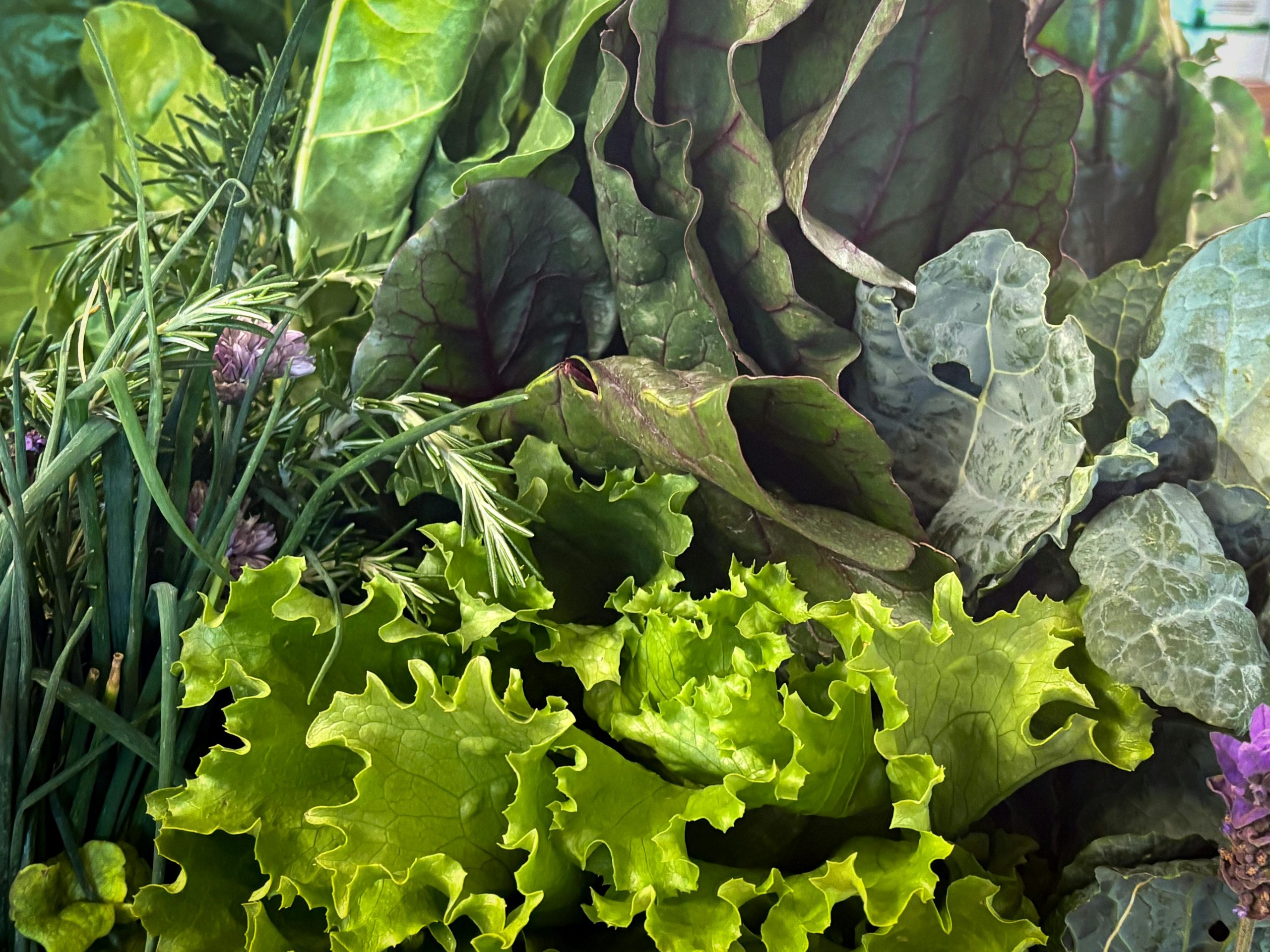 Eat Your Greens: The Science-Backed Strategy for a Sharper Brain